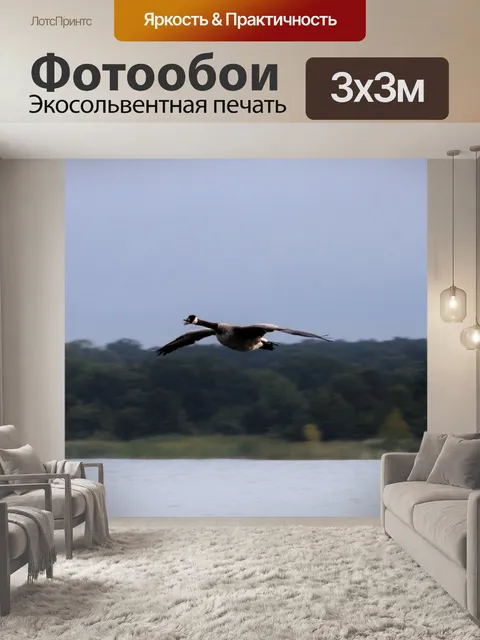 Фотообои Канадский гусь летит над озером