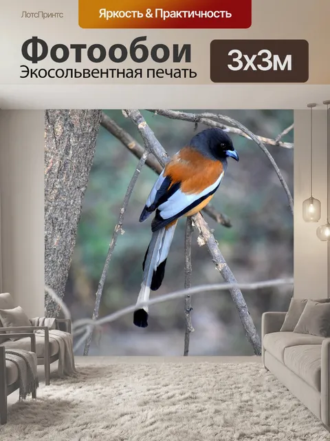 Фотообои Птица