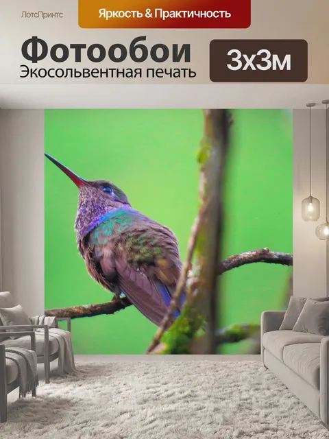 Фотообои Колибри