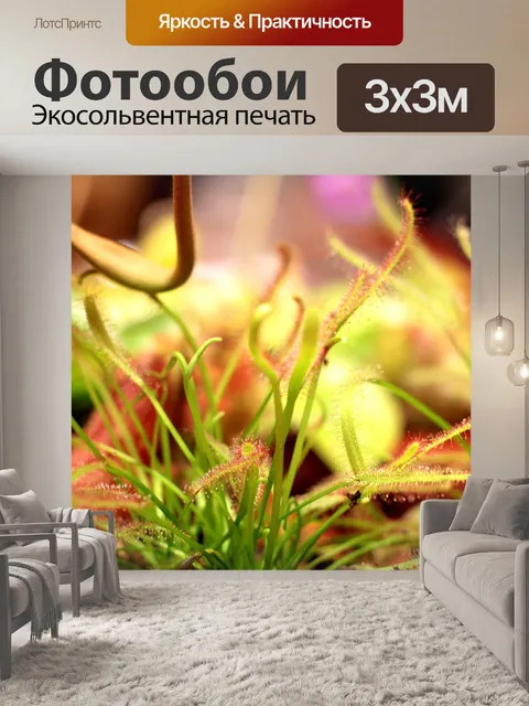Фотообои Дрозера