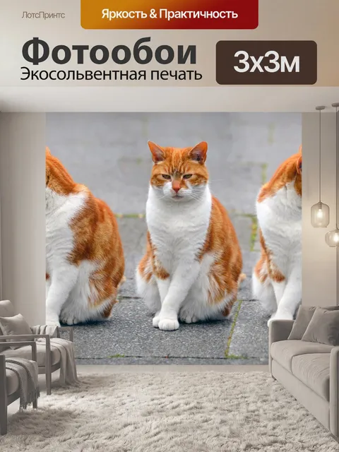 Фотообои Кошка