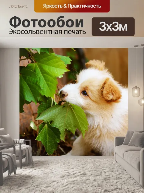 Фотообои Bonjour bongu