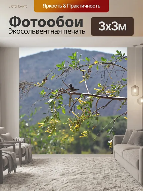 Фотообои Колибри