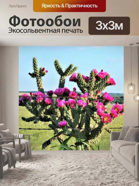 Фотообои Харди-дерево Cholla Кактус 2