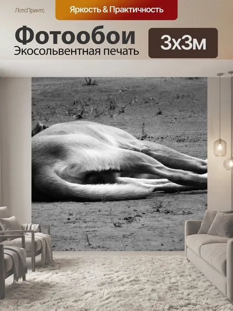 Фотообои Животное