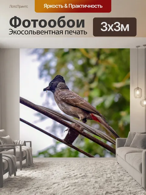 Фотообои Птицы