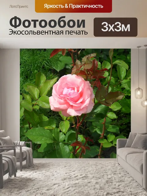 Фотообои Розы