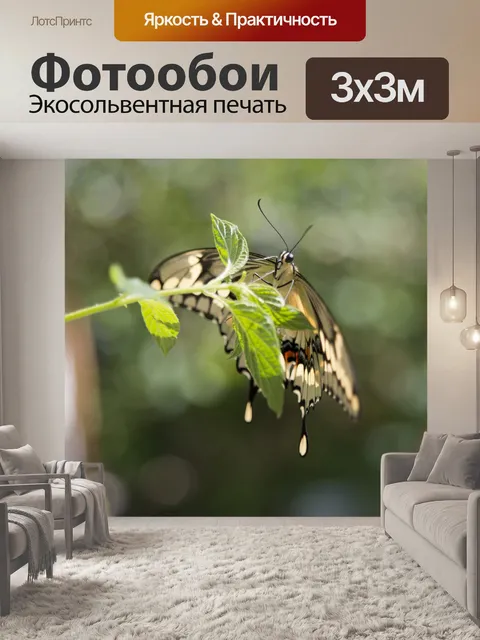 Фотообои Бабочка