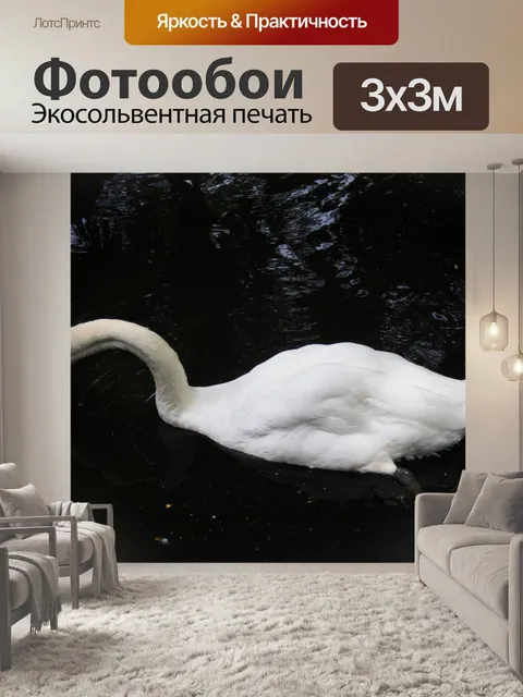 Фотообои Белый лебедь в воде