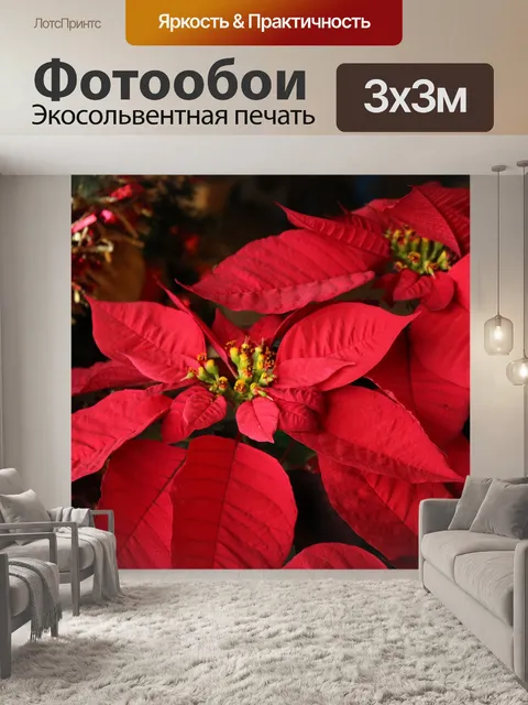 Фотообои Красная пуансеттия и мишура