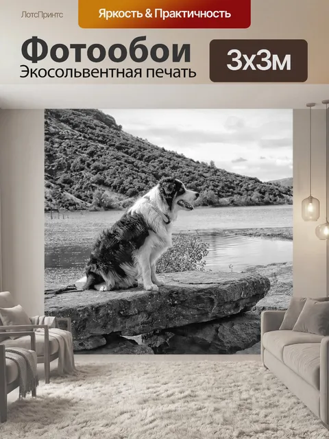 Фотообои Собака