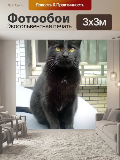 Фотообои Кошка в городе