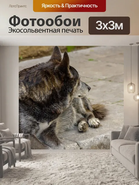 Фотообои Собака