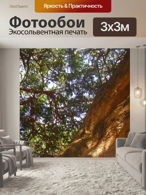 Фотообои ветвь бумажной коры дерева и листьев