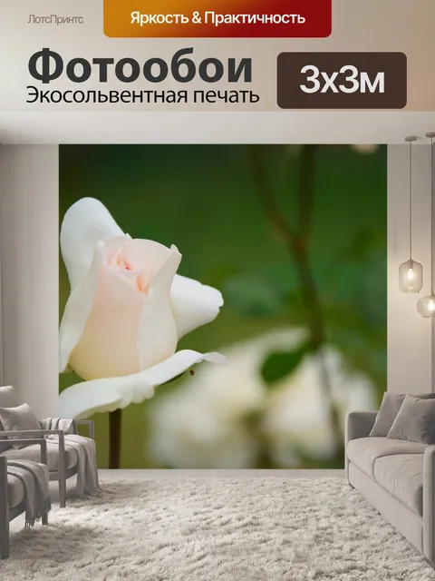 Фотообои Роза