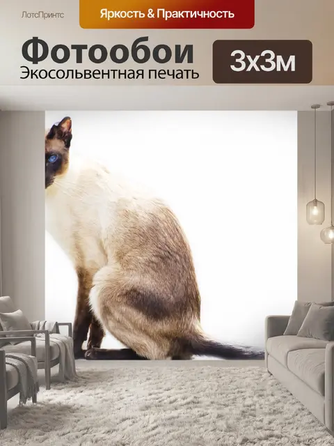 Фотообои Кошка