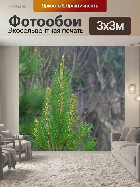 Фотообои верхушка молодой сосны