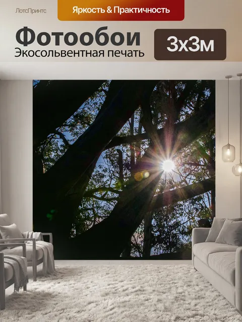 Фотообои Солнце Через ветви дерева