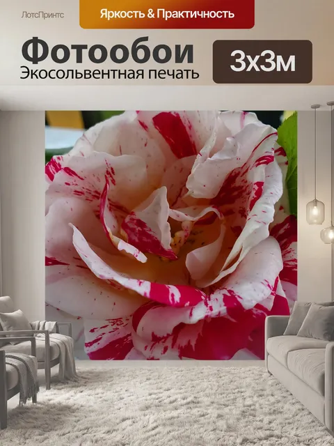Фотообои Красные и белые розы крупным планом