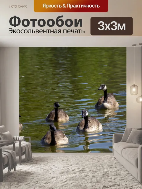 Фотообои Канадские гуси