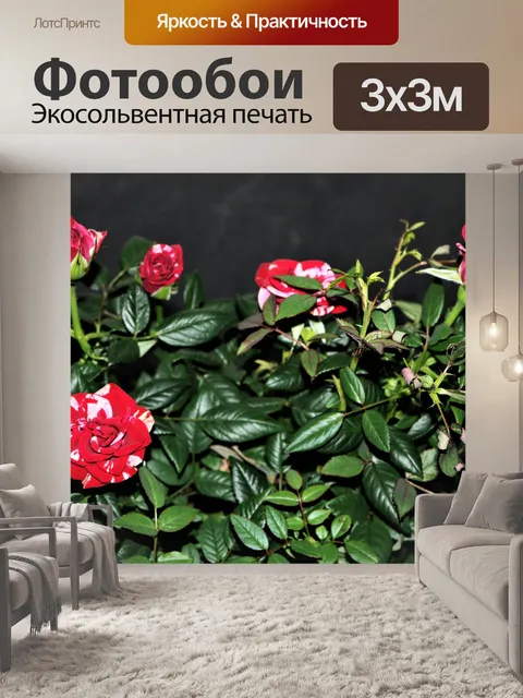 Фотообои Куст красно-белой миниатюрной розы