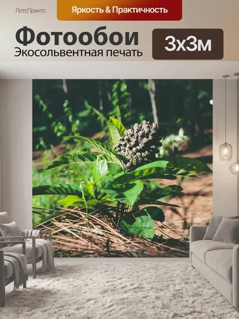 Фотообои Шишка