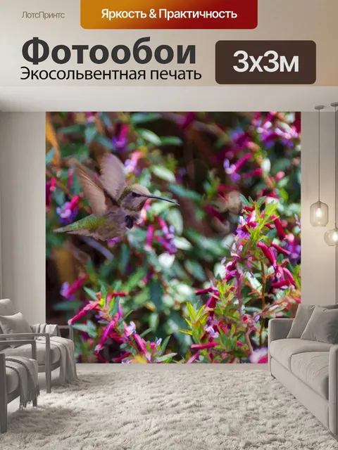 Фотообои колибри