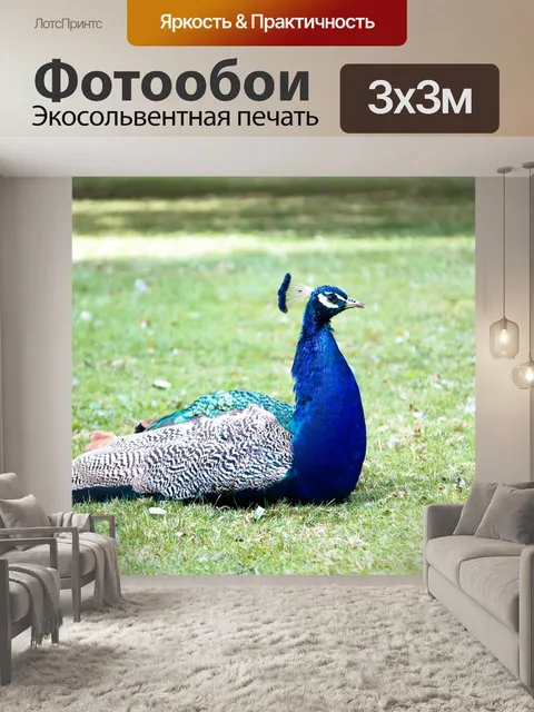 Фотообои Павлин
