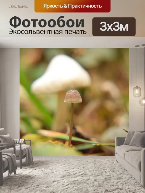 Фотообои Гриб