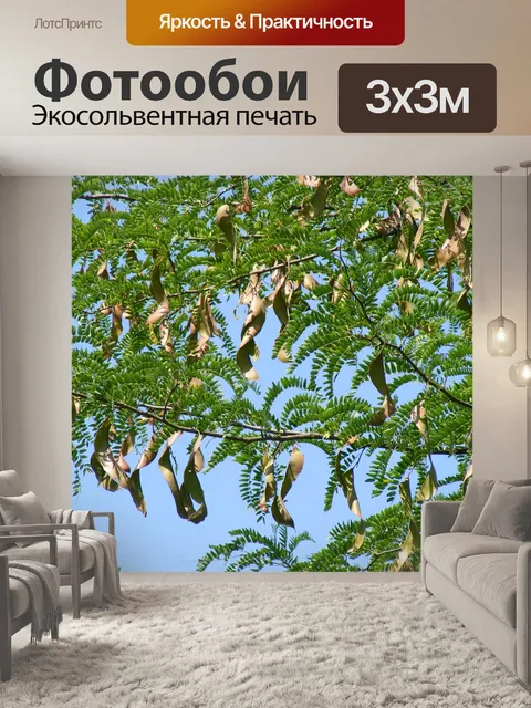 Фотообои Рожковое дерево