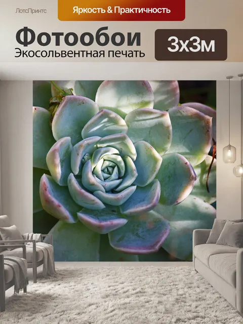 Фотообои концентрические листья эхеверии