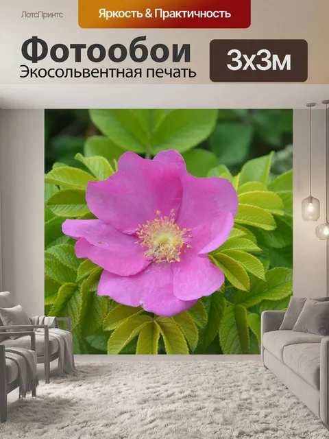 Фотообои Цветы