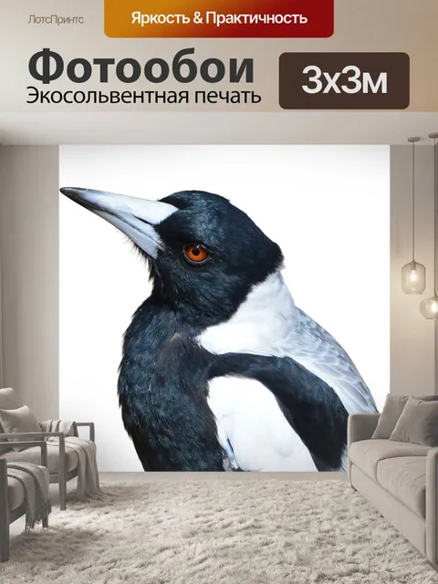 Фотообои Сорока на прозрачном фоне