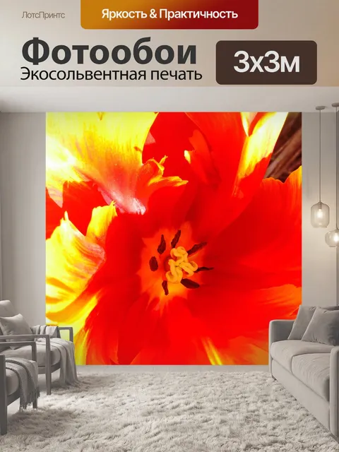 Фотообои Тюльпан