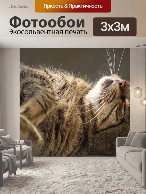 Фотообои Кошка