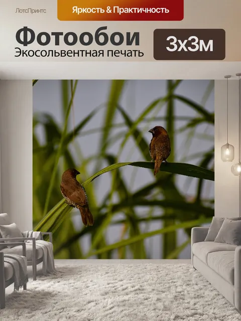 Фотообои Чешуйчатая муниа
