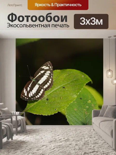 Фотообои Бабочка