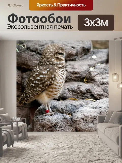 Фотообои Сова сидит на скалах