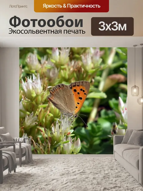 Фотообои Бабочка