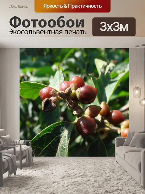 Фотообои Ягоды