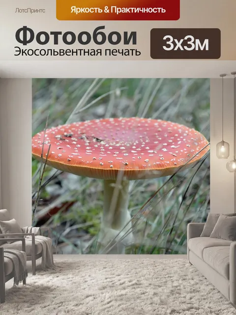 Фотообои Гриб