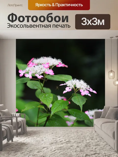 Фотообои Гортензия