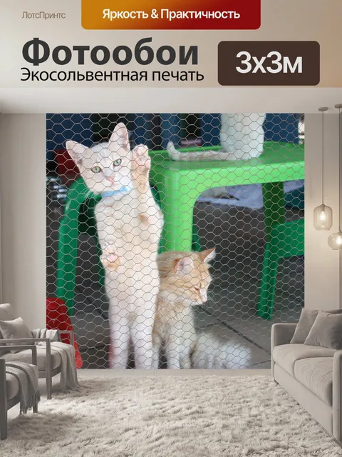 Фотообои Кошка