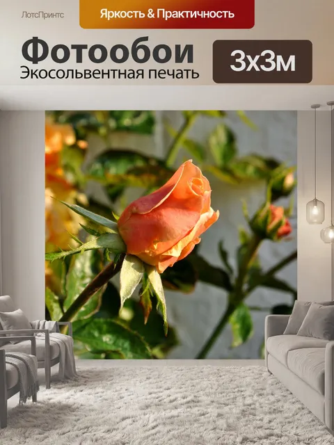 Фотообои Роза