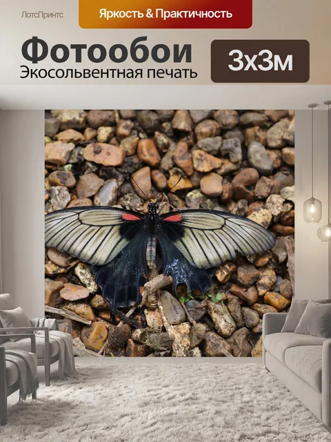 Фотообои Бабочка