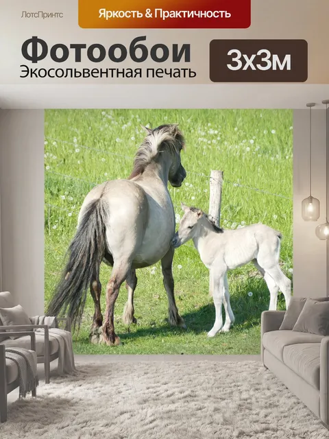 Фотообои Коник