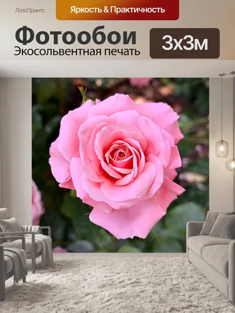Фотообои Розовая роза