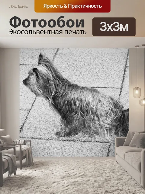Фотообои Йорки собака