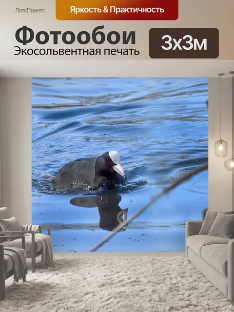 Фотообои Птица