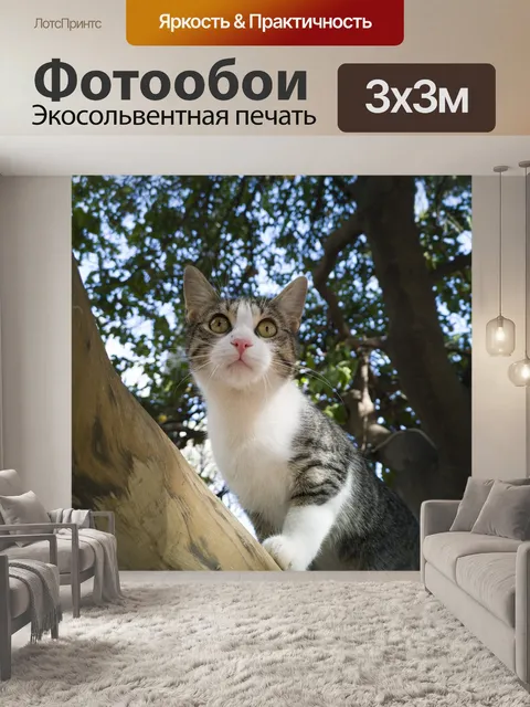 Фотообои Кошка